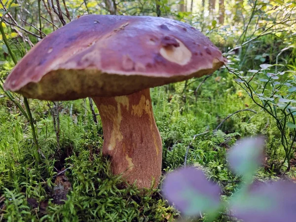 Boletus Wieprzowy Lesie Wśród Mchu — Zdjęcie stockowe