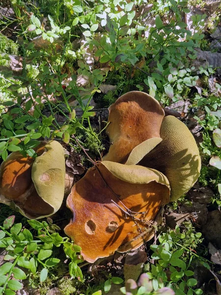 Porcini Boletus Forest Moss — Stock Photo, Image
