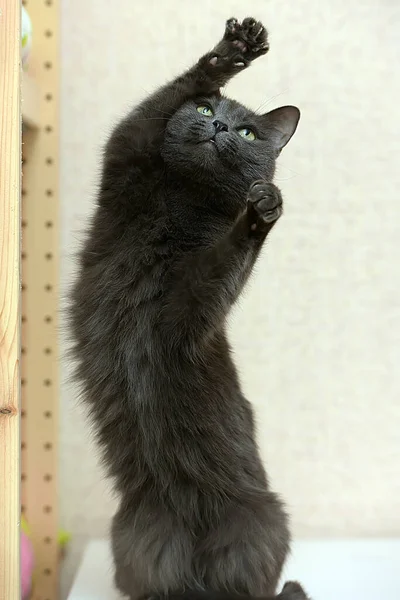Серый Кот Играет Стоя Задних Лапах — стоковое фото
