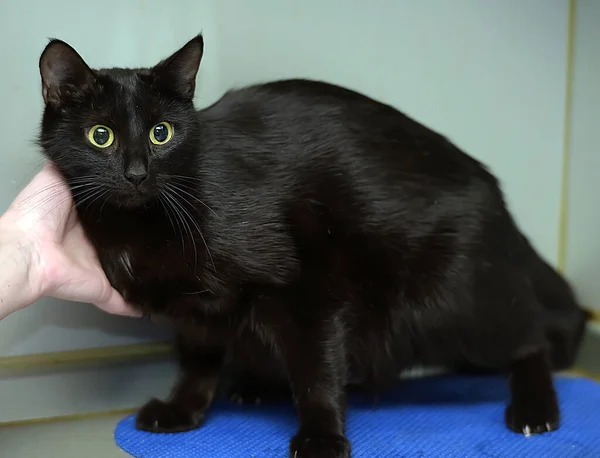 Gato Preto Com Olhos Amarelos Nas Mãos — Fotografia de Stock