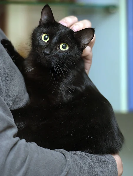 Gato Preto Com Olhos Amarelos Nas Mãos — Fotografia de Stock