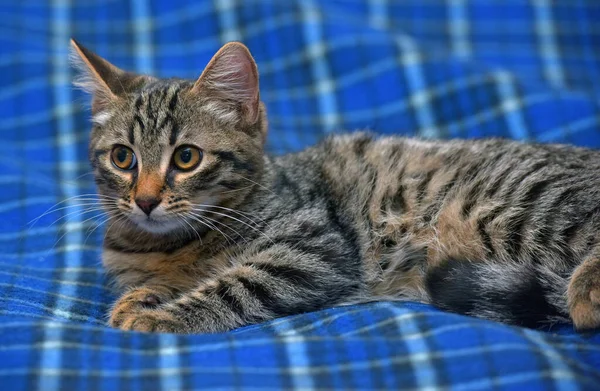 Schattig Tabby Kitten Blauwe Achtergrond Close — Stockfoto