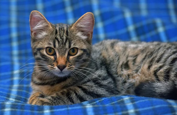 Schattig Tabby Kitten Blauwe Achtergrond Close — Stockfoto