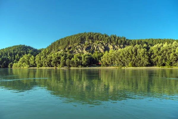 Katun Nehri Çam Ladin Ormanı Kıyıda — Stok fotoğraf