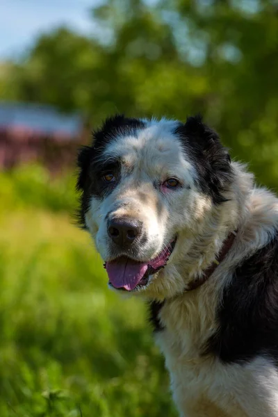 Черно Белая Собака Алабай Среди Травы Летом — стоковое фото