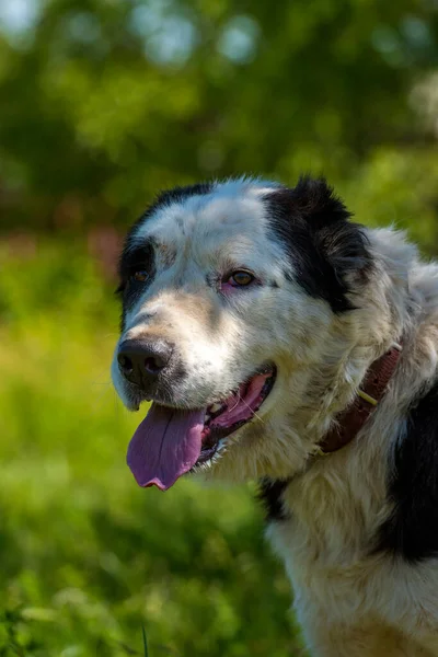 Черно Белая Собака Алабай Среди Травы Летом — стоковое фото