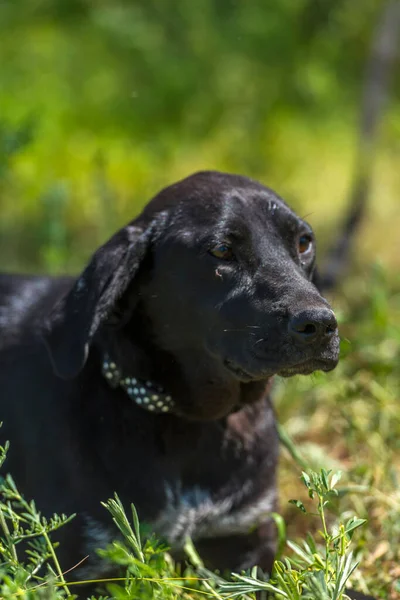 Cane Nero Con Orecchie Pendenti Bastone Tra Erba Estate — Foto Stock