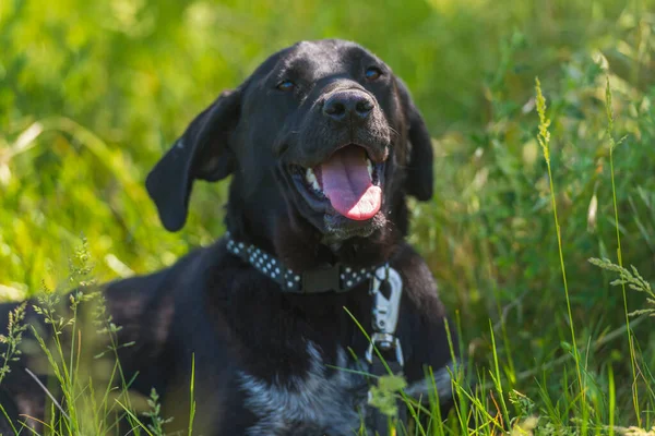 Perro Negro Con Orejas Colgantes Mestizo Entre Hierba Verano —  Fotos de Stock