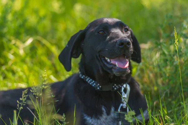 Cão Preto Com Orelhas Penduradas Rafeiro Entre Grama Verão — Fotografia de Stock