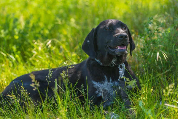 夏に草の間にぶら下がり耳を持つ黒い犬モングレル — ストック写真