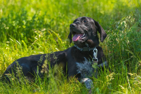 夏に草の間にぶら下がり耳を持つ黒い犬モングレル — ストック写真