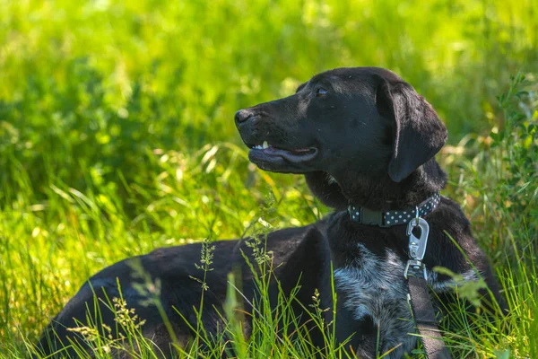 夏に草の間にぶら下がり耳を持つ黒い犬モングレル — ストック写真