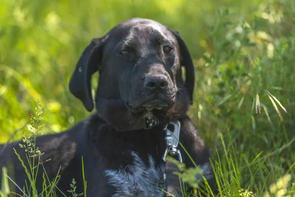 夏に草の間にぶら下がり耳を持つ黒い犬モングレル — ストック写真