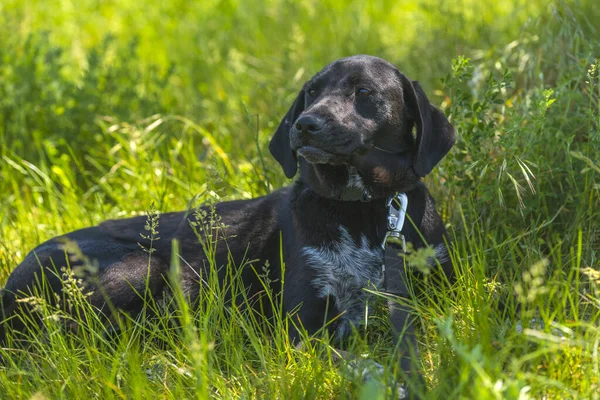 Черная Собака Висящими Ушами Дворняга Среди Травы Летом — стоковое фото