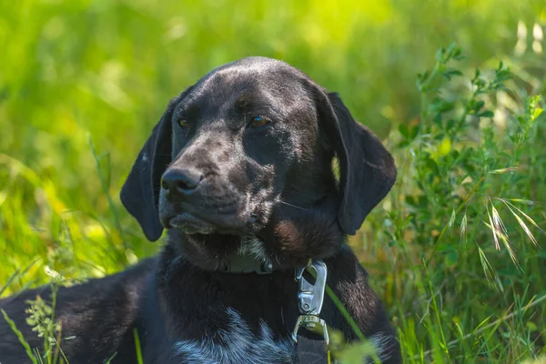Черная Собака Висящими Ушами Дворняга Среди Травы Летом — стоковое фото