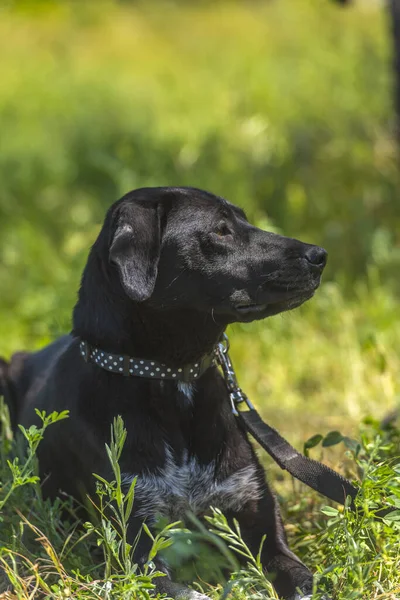 Chien Noir Aux Oreilles Pendantes Bâtard Parmi Herbe Été — Photo