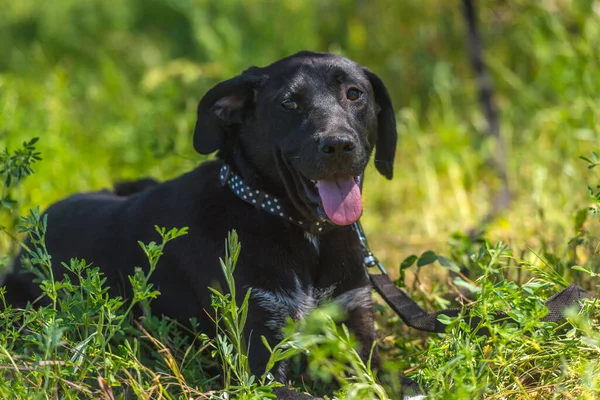 夏に草の間にぶら下がり耳を持つ黒い犬モングレル — ストック写真