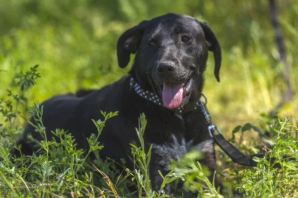 Cão Preto Com Orelhas Penduradas Rafeiro Entre Grama Verão — Fotografia de Stock