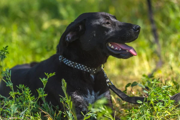 Cão Preto Com Orelhas Penduradas Rafeiro Entre Grama Verão — Fotografia de Stock