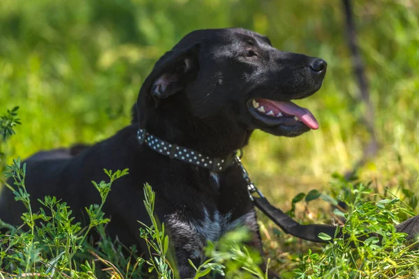 Cane Nero Con Orecchie Pendenti Bastone Tra Erba Estate — Foto Stock