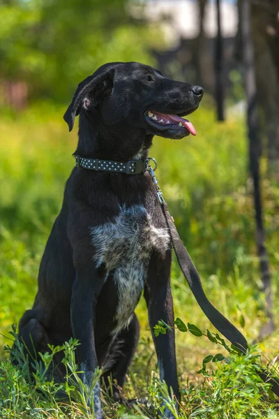Perro Negro Con Orejas Colgantes Mestizo Entre Hierba Verano —  Fotos de Stock