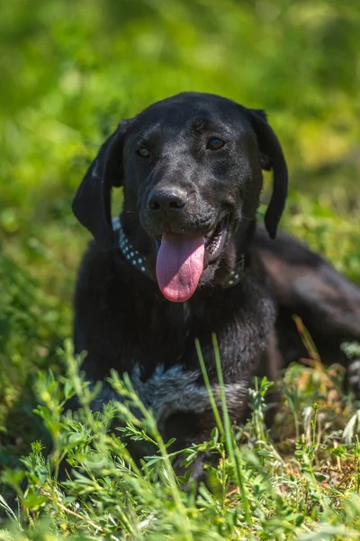 Zwarte Hond Met Hangende Oren Bastaard Tussen Het Gras Zomer — Stockfoto