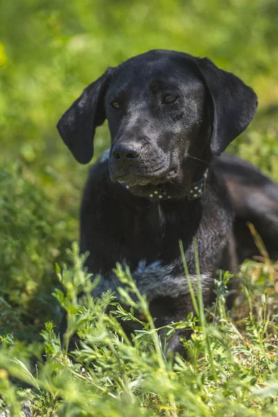 夏に草の間にぶら下がり耳を持つ黒い犬モングレル — ストック写真