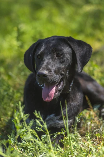Czarny Pies Wiszącymi Uszami Kundel Wśród Trawy Lecie — Zdjęcie stockowe