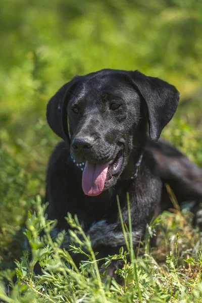 Cão Preto Com Orelhas Penduradas Rafeiro Entre Grama Verão — Fotografia de Stock