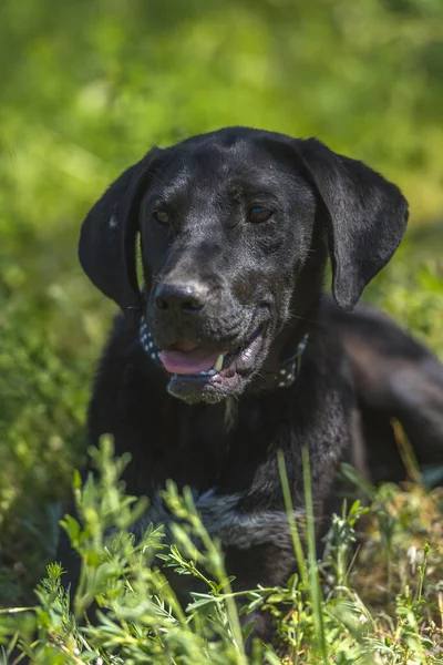 Černý Pes Svěšenýma Ušima Létě Vopičák Trávě — Stock fotografie