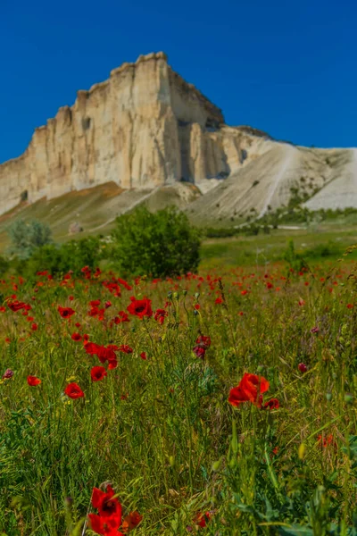 Belaya Skala Belogorsk Crimea岩石山背景下的罂粟田 — 图库照片