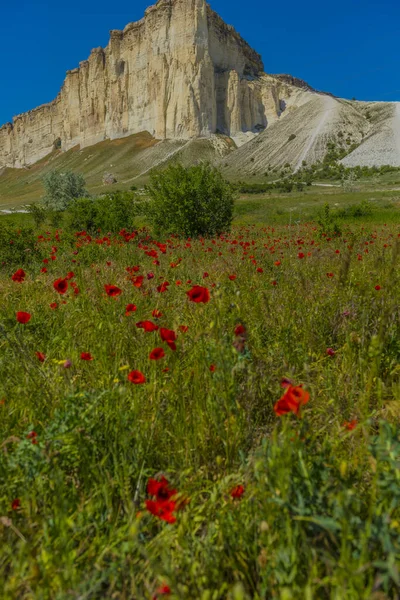 Poppy Veld Tegen Achtergrond Van Rotsachtige Bergen Belaya Skala Belogorsk — Stockfoto