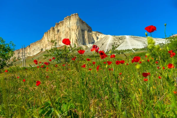 Poppy Veld Tegen Achtergrond Van Rotsachtige Bergen Belaya Skala Belogorsk — Stockfoto