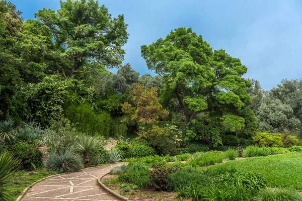 Gasse Nikitinsky Botanischen Garten Sommer — Stockfoto