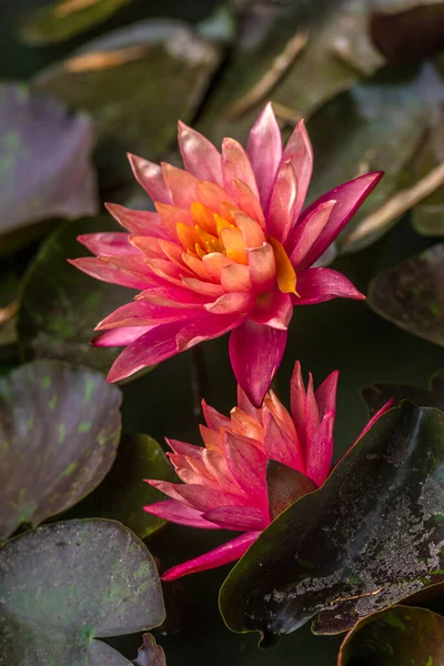 Pink Lilies Pond Botanical Garden — Stock Photo, Image