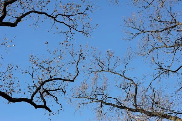 Ramos de árvores contra o céu — Fotografia de Stock