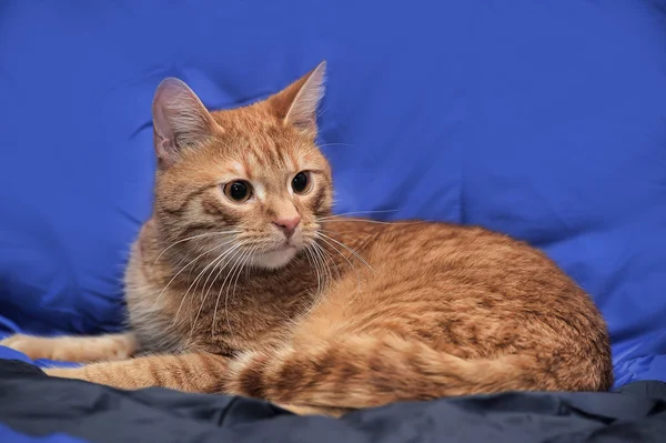 Gato sobre un fondo azul — Foto de Stock