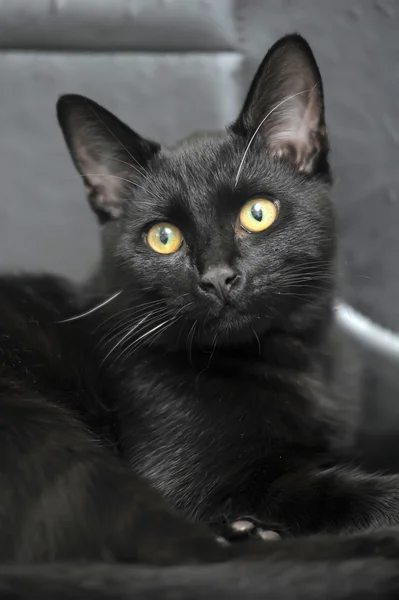 Gato preto com olhos amarelos — Fotografia de Stock