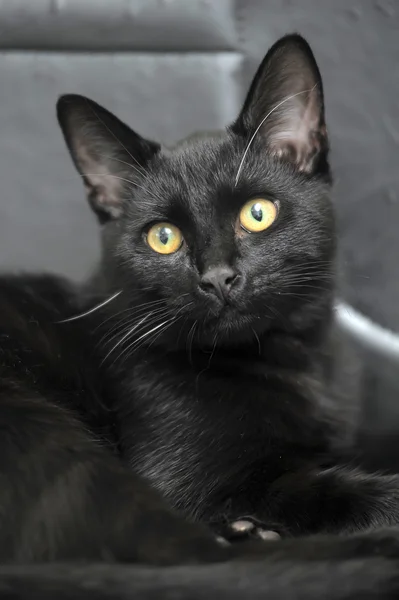 Zwarte kat met gele ogen — Stockfoto