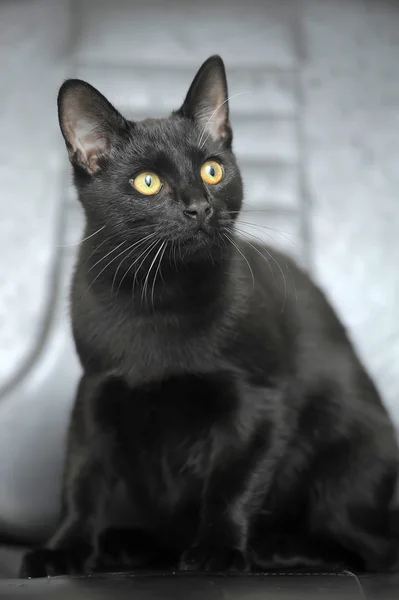 Черный кот с желтыми глазами — стоковое фото