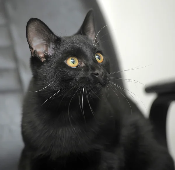 Schwarze Katze mit gelben Augen — Stockfoto