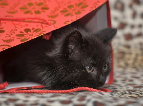 Μαύρο γατάκι στην τσάντα — Φωτογραφία Αρχείου