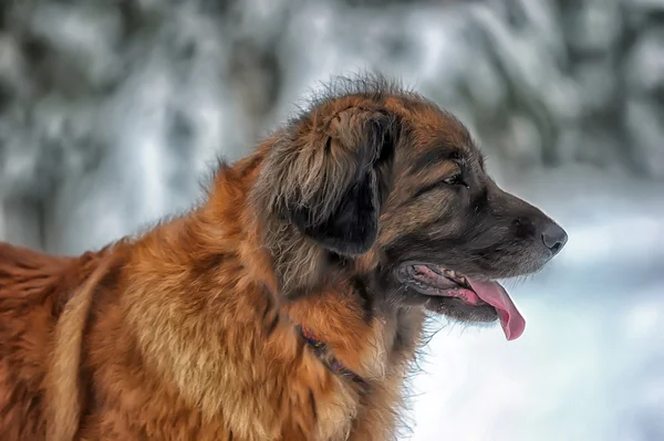 Leonberger in winter — Stock Photo, Image