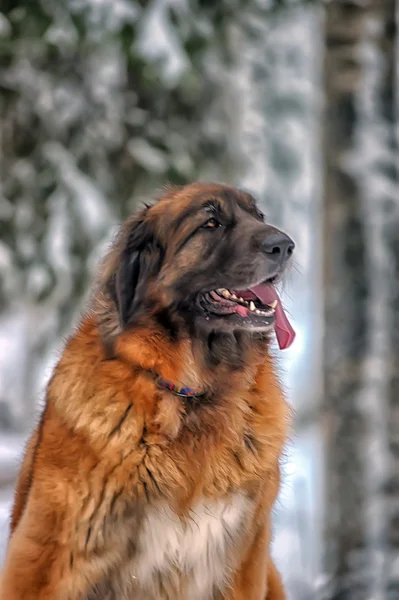 Leonberger zimą — Zdjęcie stockowe