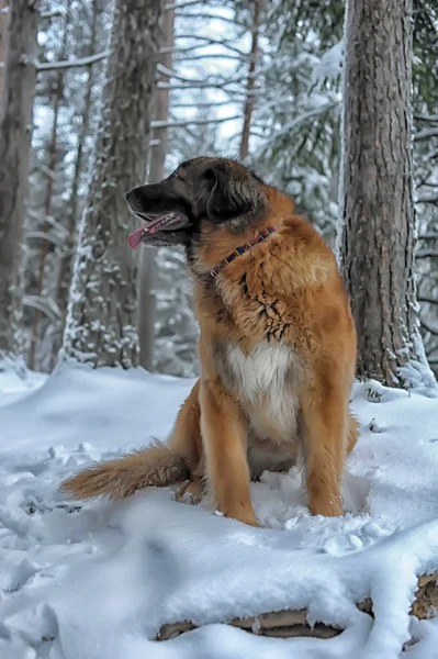Leonberger in winter — Stock Photo, Image