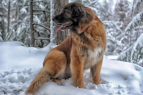 Leonberger in winter — Stock Photo, Image