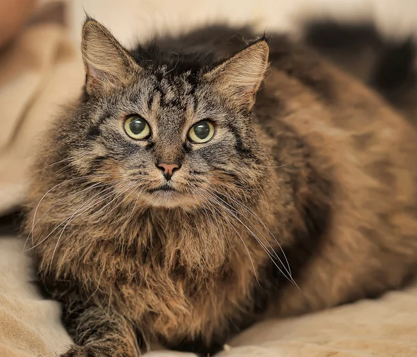 Flauschige Katze schöner norwegischer Wald — Stockfoto