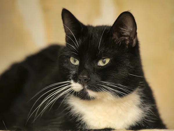 Gato preto e branco — Fotografia de Stock