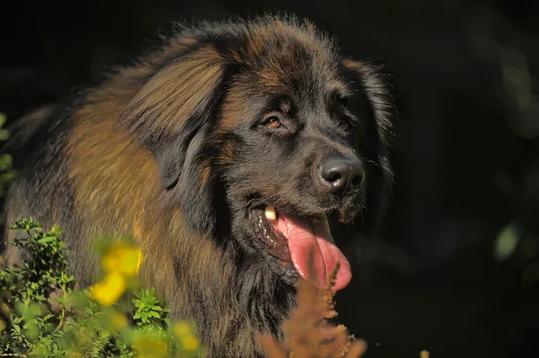 Bellissimo cane Leonberger si trova nella foresta . — Foto Stock