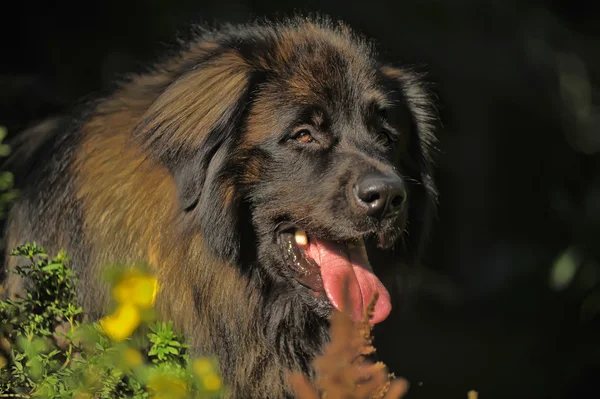 Schöner leonberger hund liegt im wald. — Stockfoto